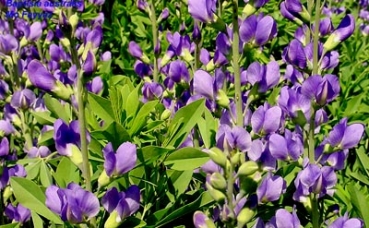 Färberhülse, Indigolupine, Bienenweide, Co. 2,7 L