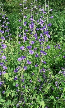 3 x Färberhülse, Indigolupine, Bienenweide, Tb 9