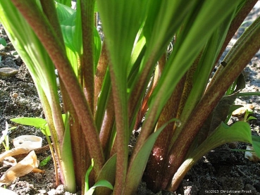 Funkie / Hosta Red October, rotstielig, Co. 3 L