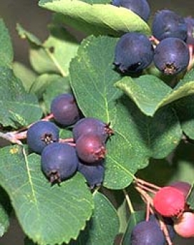 Felsenbirne - schöne Herbstfärbung - 50-60 cm - Co. 3,5 L