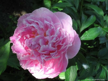 Edel-Pfingstrose Sarah Bernhardt , rosa, gefüllt, Tb 11
