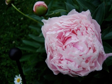 Preview: Edel-Pfingstrose Sarah Bernhardt , rosa, gefüllt, Tb 11