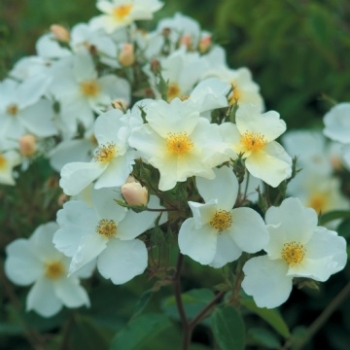 Englische Rose Kew Gardens