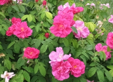 Historische Rose Officinalis ,  Apotheker-Rose, vor 1240, Co 5 L
