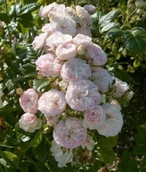 Moschata-Rose  Bouquet Parfait ® Lenbofa ® , Lens 1989, Co. 7,5