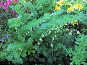 Vielblütiger Salomonsiegel - Polygonatum multiflorum - Co. 1,5 L