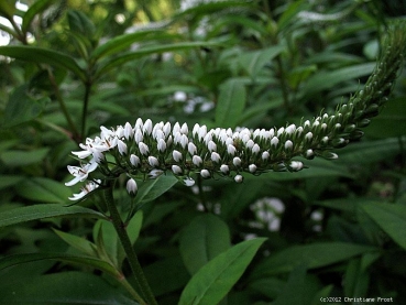 Schnee-Felberich Snowcandle, weiß , orangerote Herbstfärbung, Tb 9