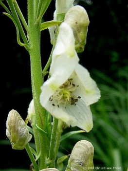 Weißer Eisenhut  , Sommerblüher, Tb 11