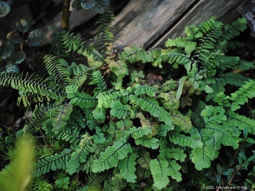 Preview: Krauser Pfauenrad-Farn - zierlich, auch für feuchte Staandorte - Tb 9