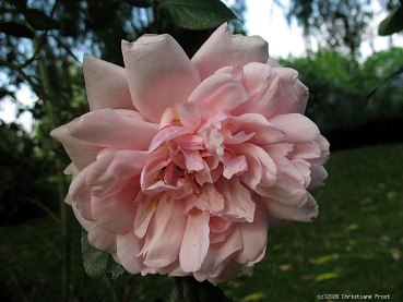 Preview: Historische Ramblerrose Albertine, Barbier, 1921 - Wurzelware
