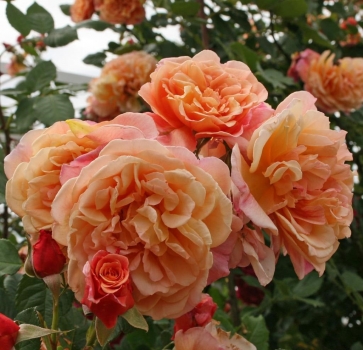 Preview: Kletterrose  Aloha ® ,  Kowerug ® Kordes 2003 - Wurzelware
