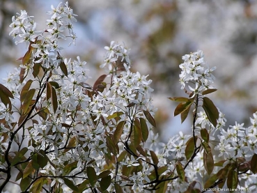 Preview: Felsenbirne - schöne Herbstfärbung - 60-100 cm - 1-2 Triebe - Wurzelware