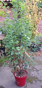 Preview: Säulen-Felsenbirne Rainbow Pillar ® , 60 - 80 cm, Co. 5 L