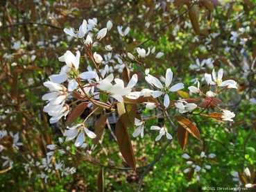 Preview: Felsenbirne - schöne Herbstfärbung - 60-100 cm - 1-2 Triebe - Wurzelware