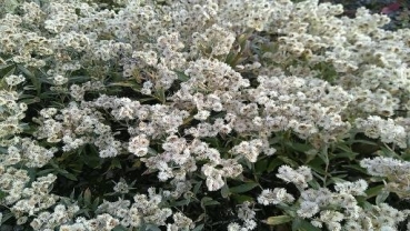 Preview: Perlkörbchen Silberregen - Herbstblüher - Co. 2 L