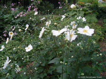 Preview: Anemone Honorine Jobert , reinweiß , Spätblüher , Co. 2 L