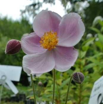 Preview: Anemone September Charme - rosa - Spätblüher - Co. 2 L