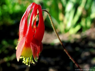 6 x Kanadische Akelei - orangerot mit gelb - Tb 9