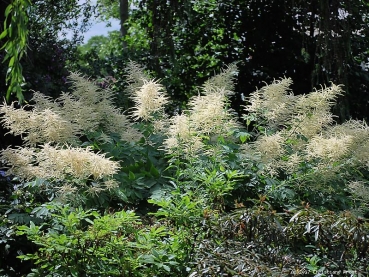 6 x Wald-Geißbart - weiße Blüte - Leitstaude - TB 9