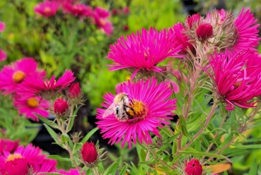 3 x Raublatt-Aster Alma Pötschke - lachsrosa - Tb 11