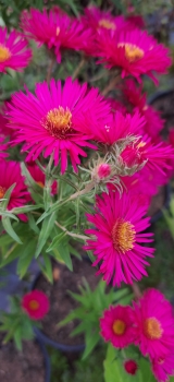 3 x Raublatt-Aster Alma Pötschke - lachsrosa - Tb 11