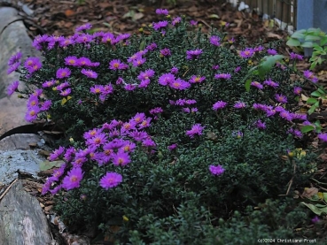 Kissen-Aster Rosenwichtel - Herbstblüher - Co. 1,5 L