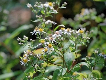 Preview: Weiße Wald-Aster, Flächendecker, Bienenweide - Co. 2 L