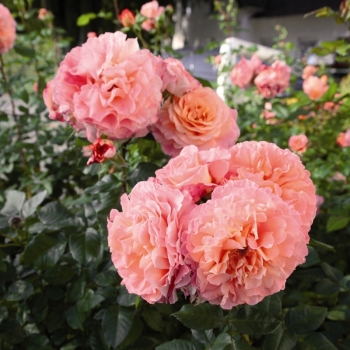 Edelrose  Augusta Luise ® ,  Tangust ® Tantau, 1999 - Co. 5 L