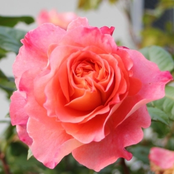 Edelrose  Augusta Luise ® ,  Tangust ® Tantau, 1999 - Co. 5 L