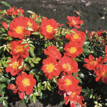 Kleinstrauchrose / Zwergrose Bienenweide ® Hellrot,  Tantau, 2013 - Co. 5 L
