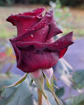 Preview: Edelrose Black Baccara ®  Meidebenne ®  Meilland, 2000 - Wurzelware