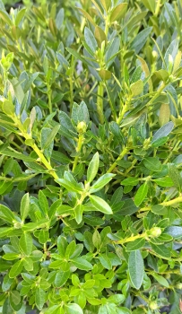 Bloombux ® - blühender Buchsbaumersatz - 20-25 cm, Co. 2 L