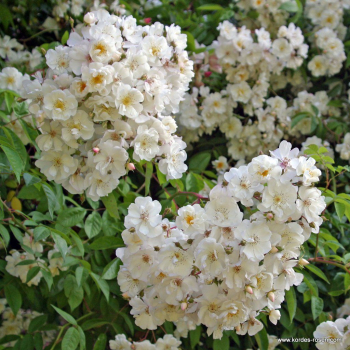 Preview: Ramblerrose  Bobbie James , Sunningdale Nursery, 1961 - Wurzelware