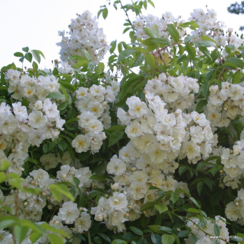Preview: Ramblerrose  Bobbie James , Sunningdale Nursery, 1961 - Wurzelware