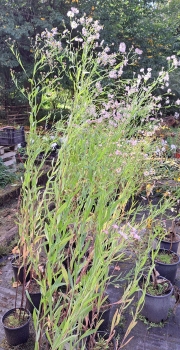 Scheinaster -  Wildstaude - Bienenweide - Herbstblüher - Co. 2,7 L