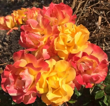 Preview: Beetrose Bright Smiles ®  Korhesanwes ® Kordes, 2021 - Co. 5 L