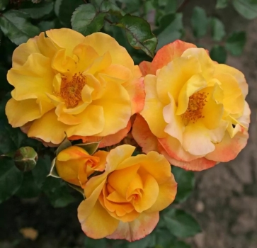 Preview: Beetrose Bright Smiles ®  Korhesanwes ® Kordes, 2021 - Co. 5 L