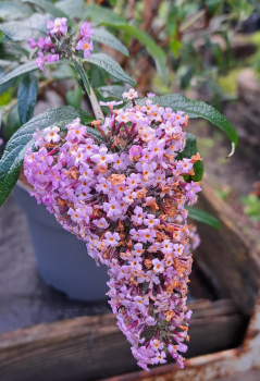 NEU - Sommerflieder / Schmetterlingsflieder Grand Cascade ®, lavendelblau -  Co. 5 L