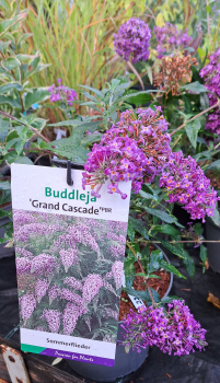 Preview: NEU - Sommerflieder / Schmetterlingsflieder Grand Cascade ®, lavendelblau -  Co. 5 L