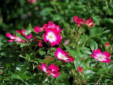 Preview: Moschata-Rose  Bukavu ® , Lenbrirus ® Lens-Rosen, 1998 - Co. 7,5 L