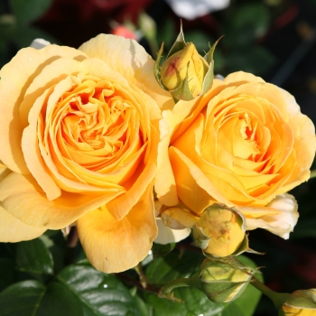 Preview: Edelrose  Candlelight ® , Tantau, 1994 - Co. 5 L
