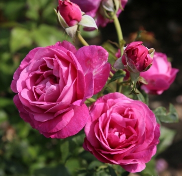 Preview: Edelrose Carmen Würth ® , Korjupvio ® Kordes, 2018, ADR-Rose, Parfuma® Duftrose - Wurzelware