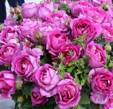 Preview: Edelrose Carmen Würth ® , Korjupvio ® Kordes, 2018, ADR-Rose, Parfuma® Duftrose - Wurzelware