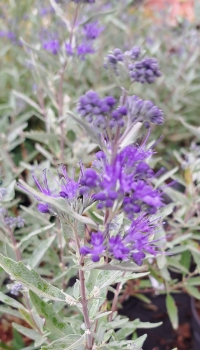 Bartblume Blauer Spatz - dunkelblaue Blüten, besonders kompakt - 5 l. Co.