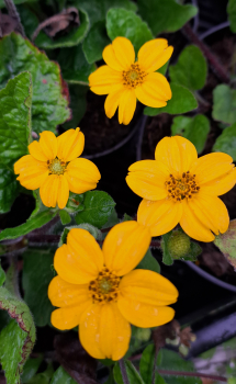 Goldkörbchen Andre Viette, gelber Dauerblüher - Co. 2 L