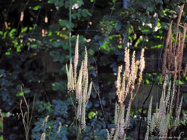 Lanzen-Silberkerze  - Hohe Staude mit später Blüte für den Schatten - Co. 2,7 L