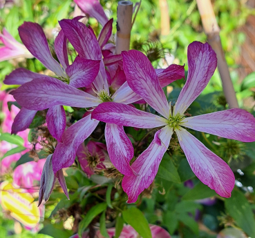 NEU - Clematis viticella Glorious ® Surprise, 80 cm hoch - Co. 2 L