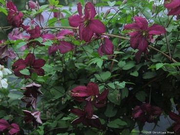 Preview: Clematis viticella Södertälje, 40-60 cm hoch, Co. 2 L