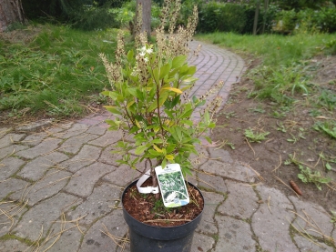 Scheineller Hummingbird, stark duftender Zierstrauch, 50-60 cm - Co. 5 L