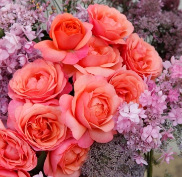 Preview: Beetrose Coral Lions-Rose ® Fantasia®-Kollektion,  Kordes, 2019, ADR-Rose